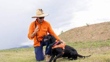 Two RIFA nests were found in Toowoomba on May 14 thanks to a dog detection team similar to the duo shown here from the National Fire Ant Eradication Program. Picture: Supplied